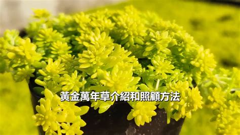 黃金萬年草花語|黃金萬年草介紹和照顧方法